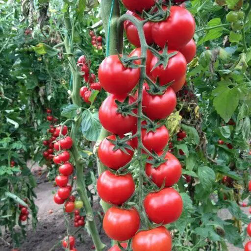 Насіння томату Сакура F1, 8 шт, Rijk Zwaan, Голландія, Професійне насіння 3