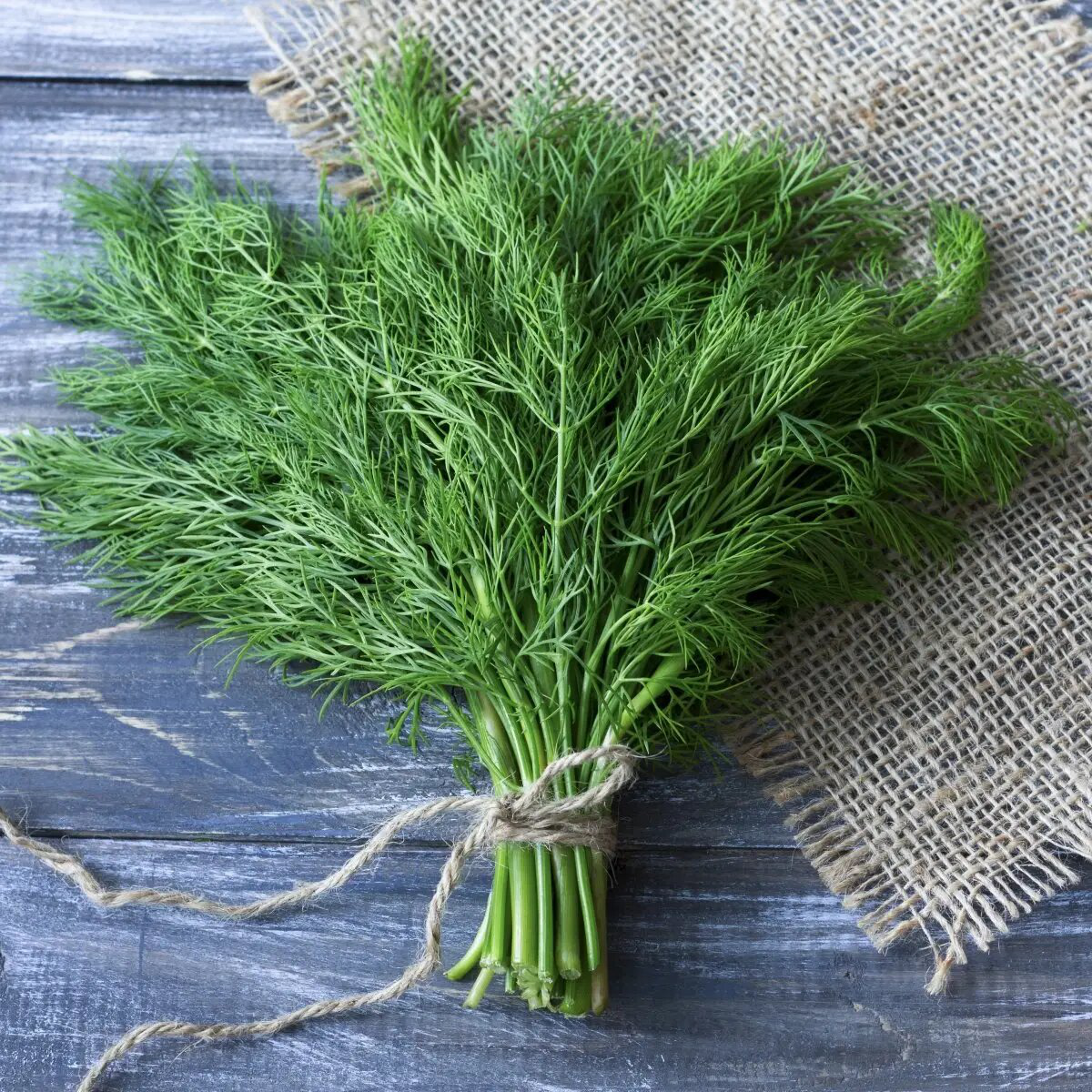 Насіння кропу Форест, 1 г, Hem, Голландія, Професійне насіння 2