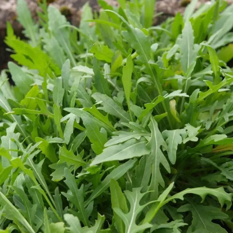 Насіння руколи Грація, 0.3 г, Enza Zaden, Нідерланди, Професійне насіння 2