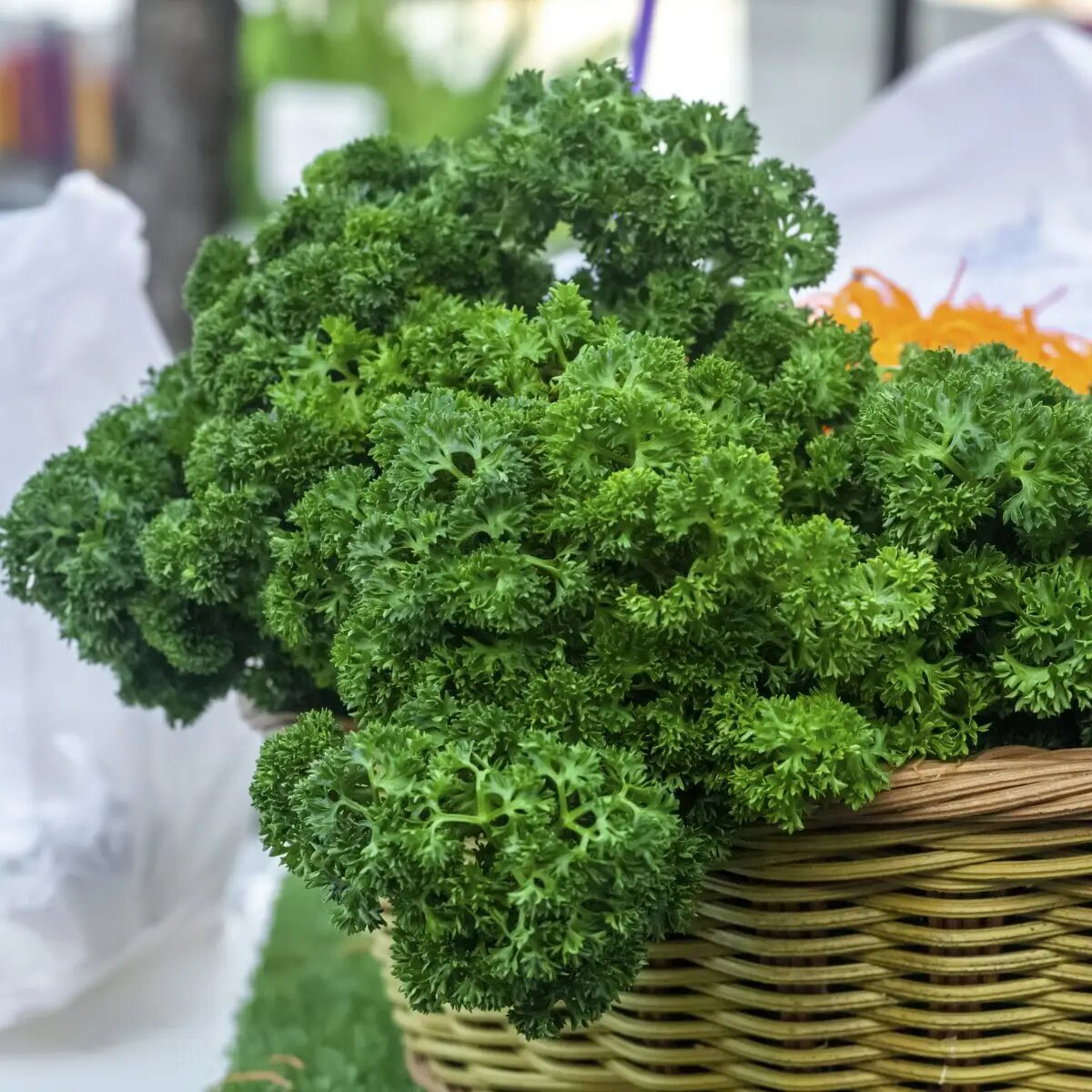 Семена петрушки Петра, 1 г, Bejo, Голландия, Професійне насіння 2