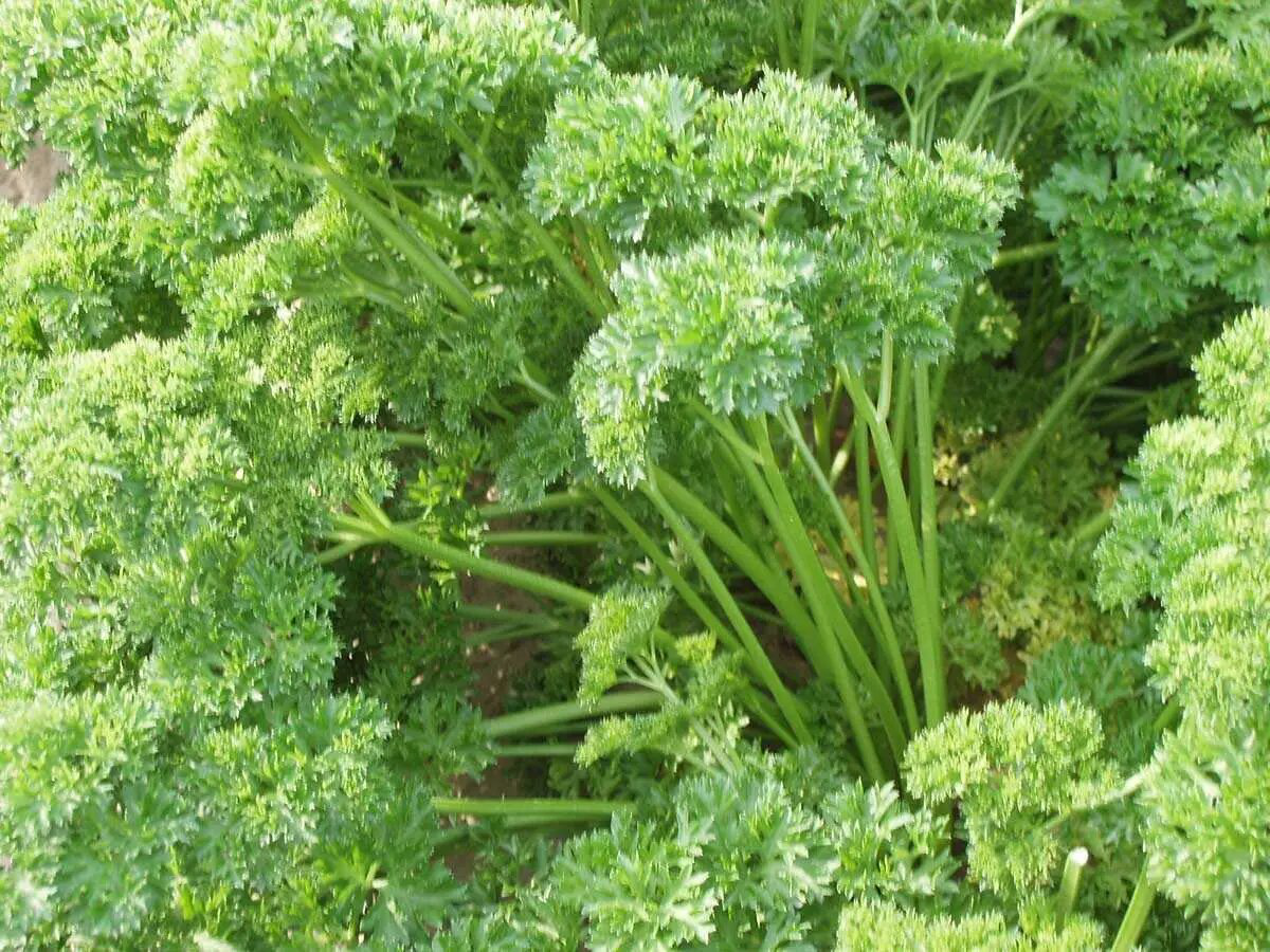 Семена петрушки Петра, 1 г, Bejo, Голландия, Професійне насіння 3