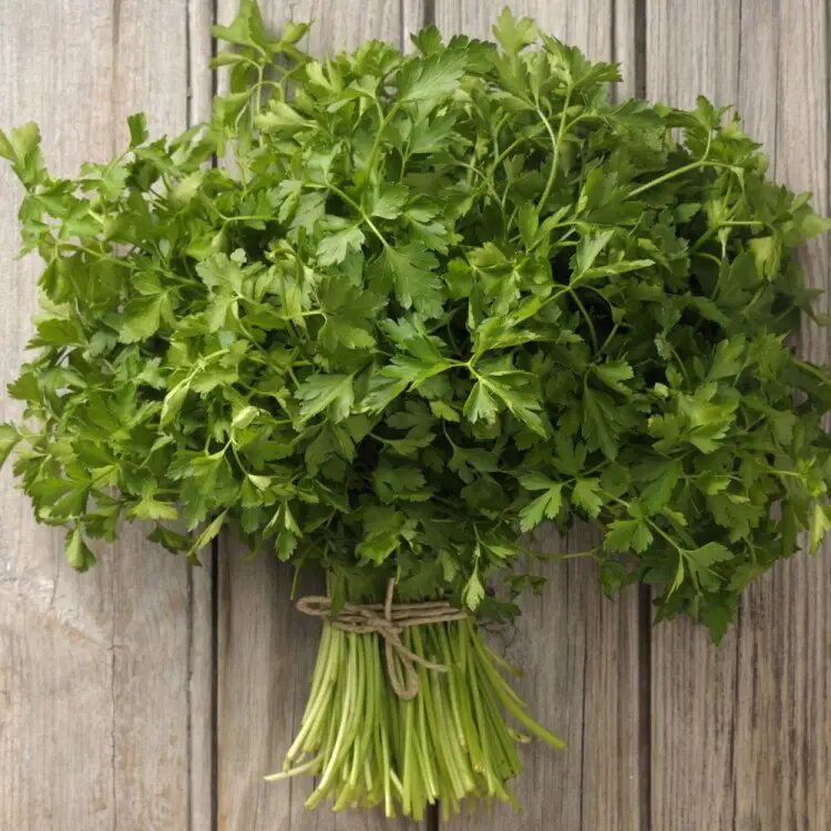 Семена петрушки Новас, 1 г, Clause, Франция, Професійне насіння 3