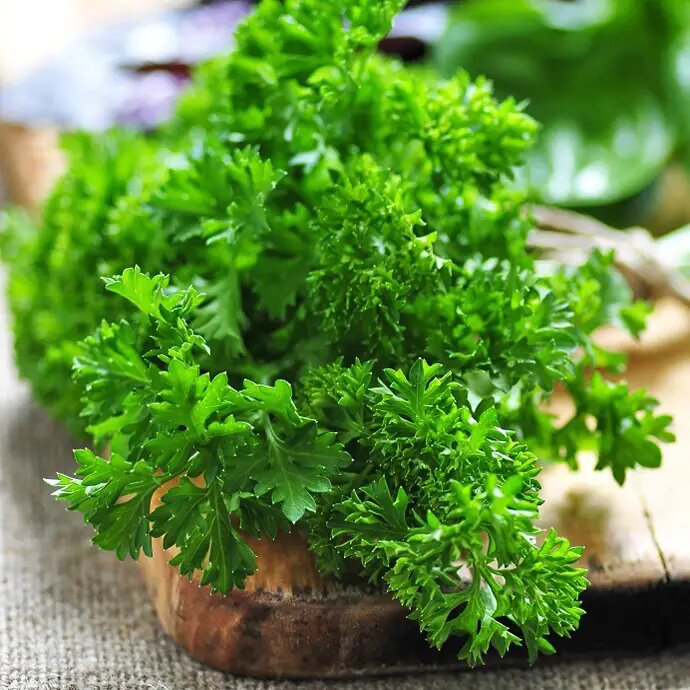 Семена петрушки кудрявой Калито, 1г, Tezier, Франция, Професійне насіння 2