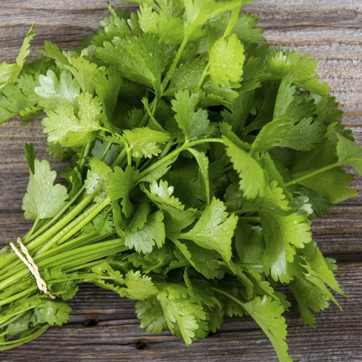 Насіння коріандра Марино, 1 г, Enza Zaden, Голландія, Професійне насіння 2