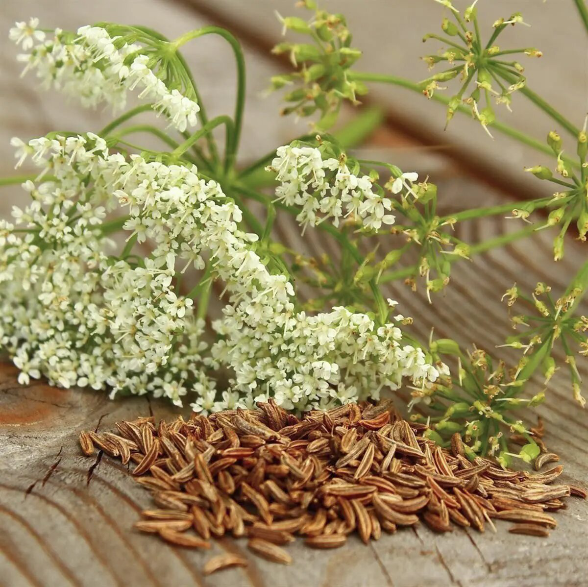 Насіння Кмину, 0.5 г, Нeм Zaden, Голландія, Професійне насіння 2