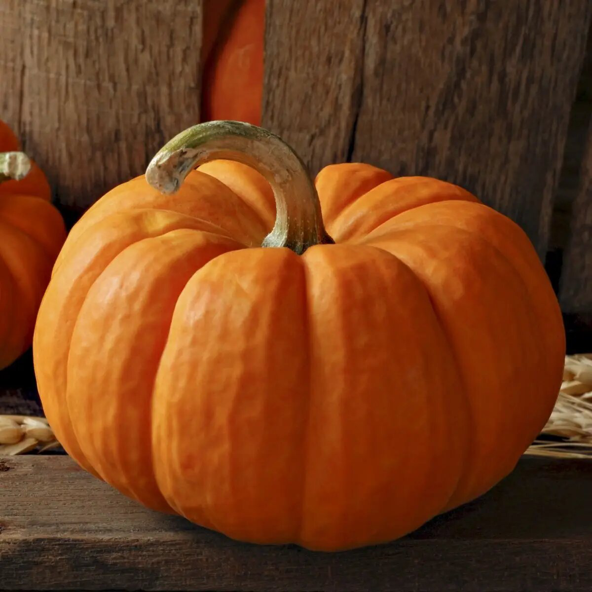 Насіння гарбуза Вест, 10 шт, Lark Seeds, США, Професійне насіння 2