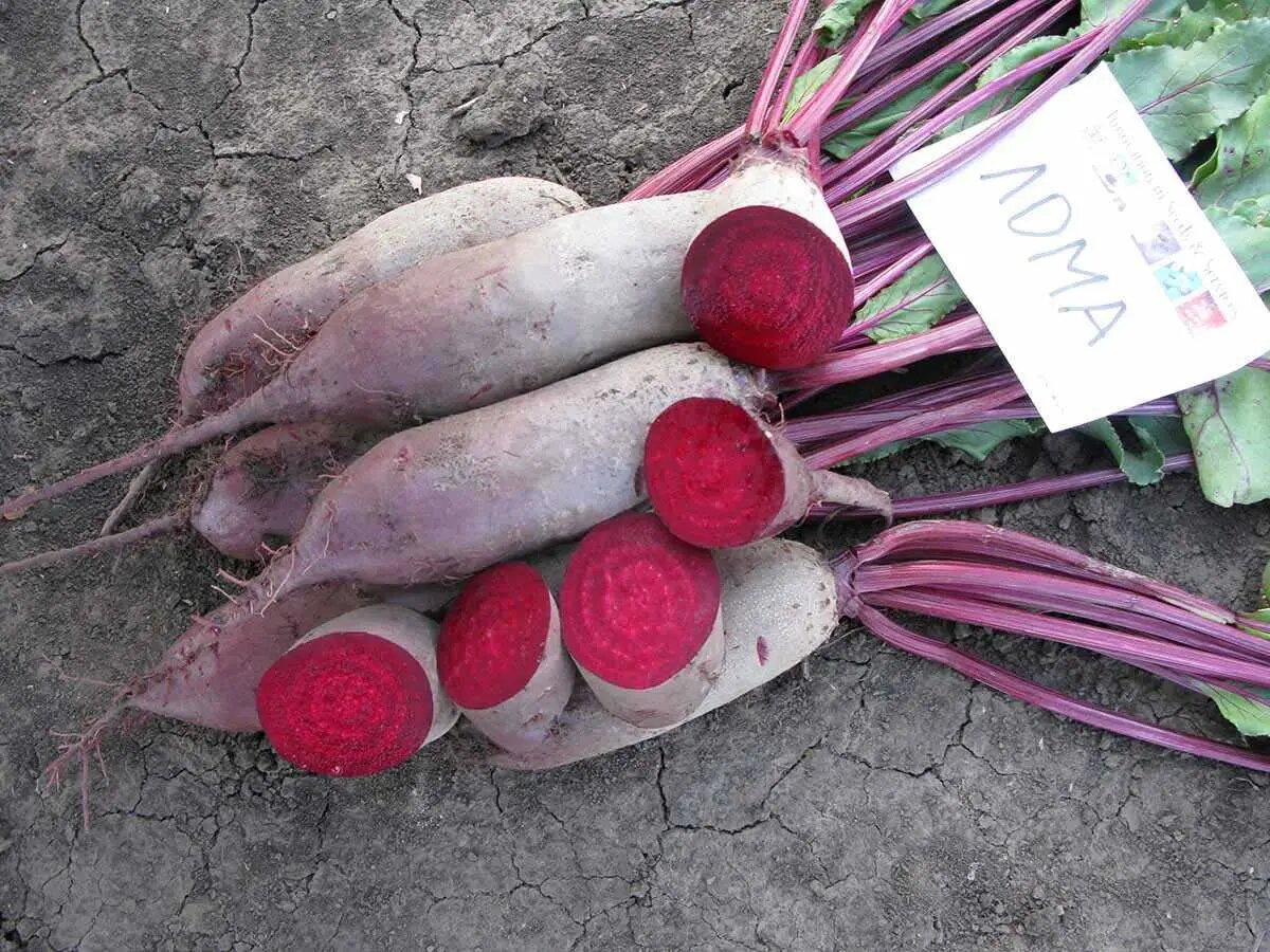 Насіння буряка столової Лома, 3 г, Rijk Zwaan, Голландія, Насіння Pro seeds 3