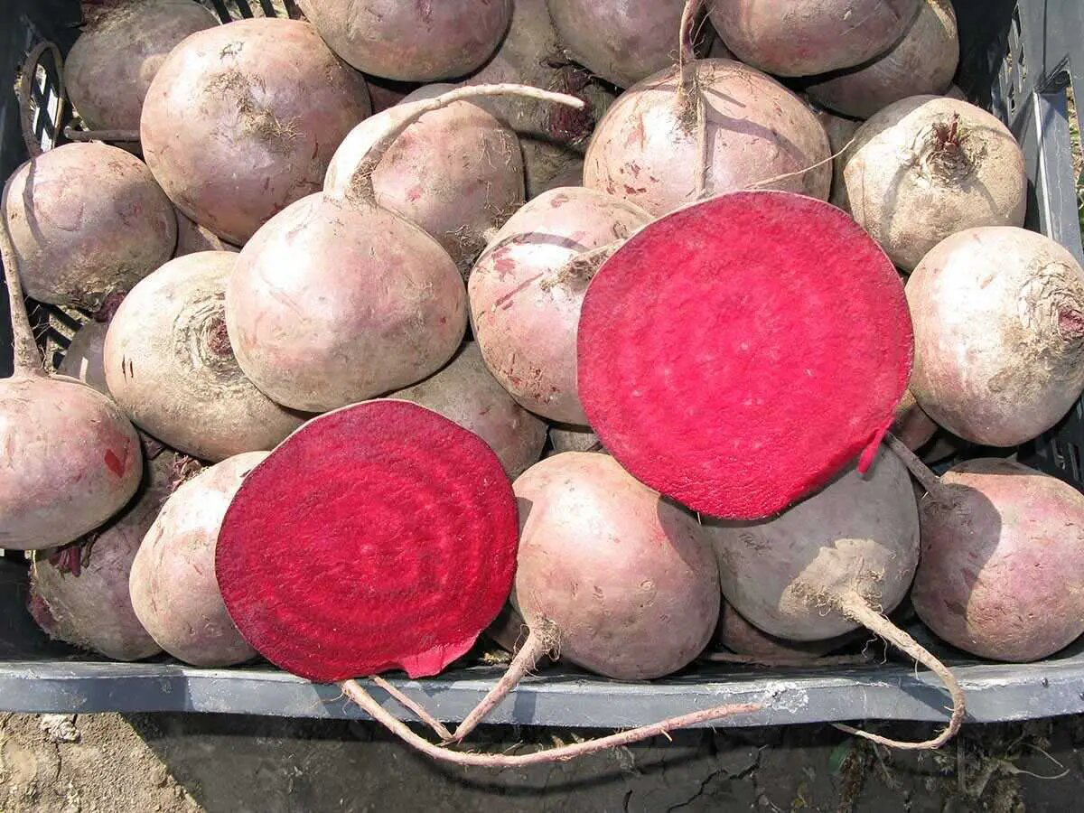 Насіння буряка столового Зепо F1, 200 шт, Rijk Zwaan, Голландія, Професійне насіння 3