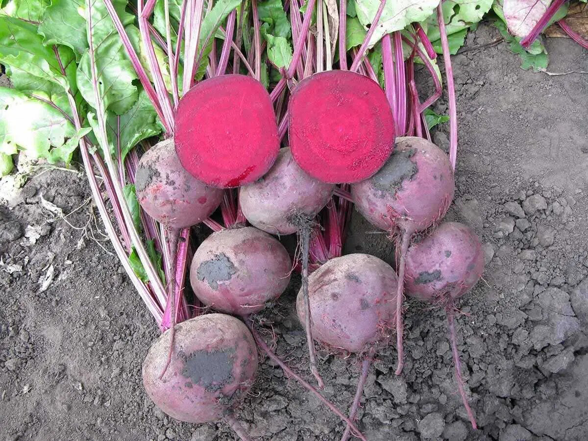 Насіння буряка столового Зепо F1, 200 шт, Rijk Zwaan, Голландія, Професійне насіння 2