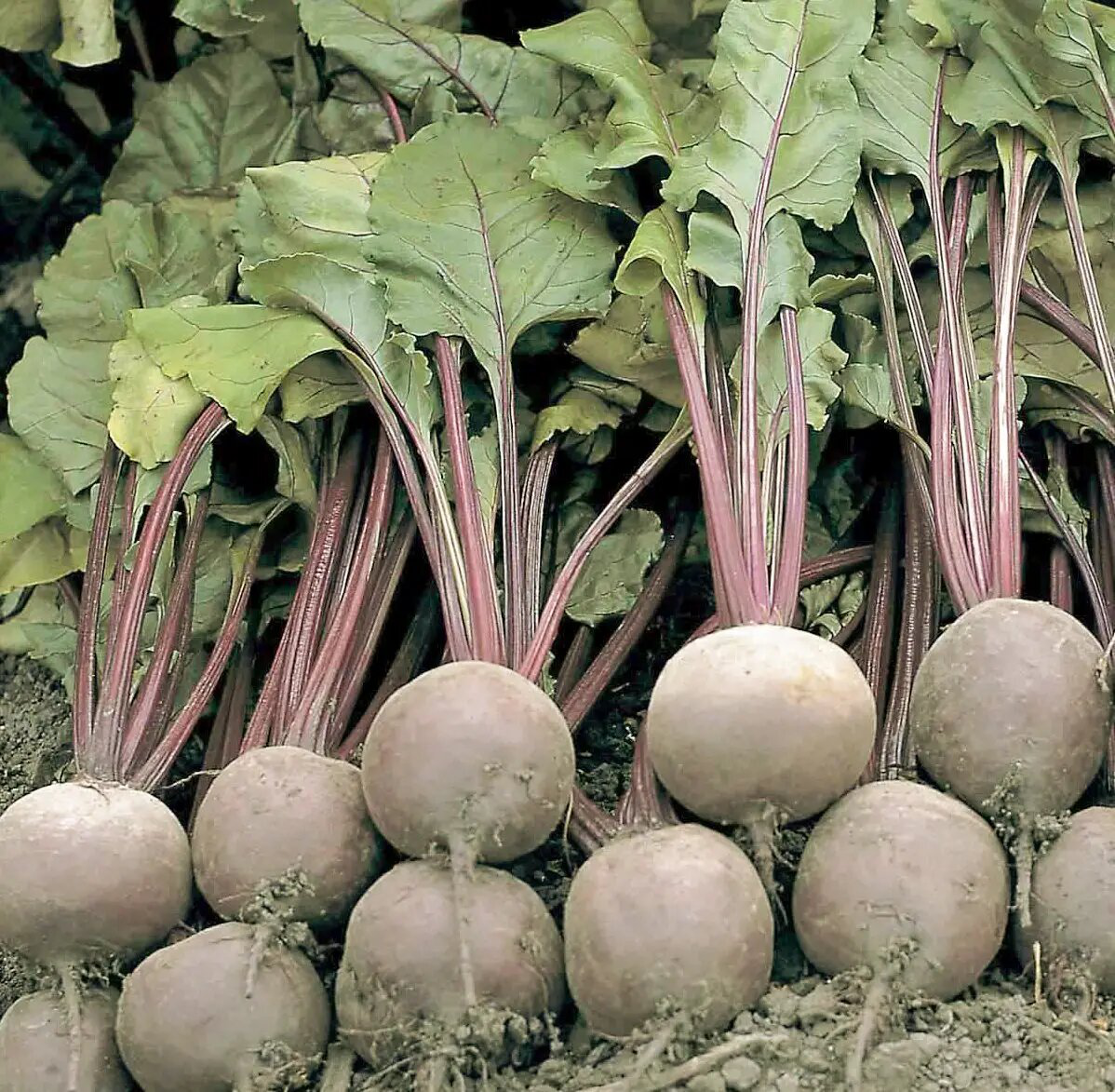 Насіння буряка столового Бікорес, 200 шт, Bejo, Голландія, Насіння Pro seeds 3