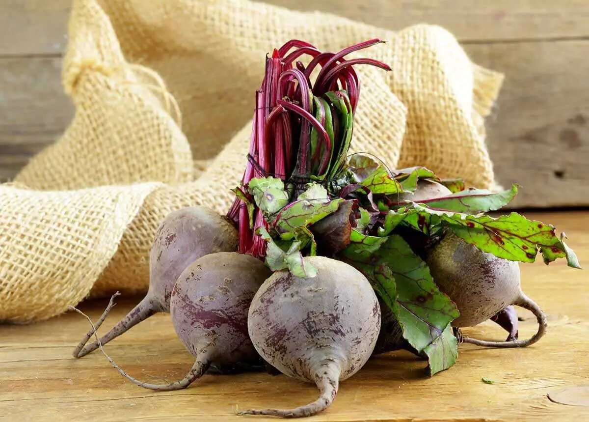 Насіння буряка столового Бікорес, 200 шт, Bejo, Голландія, Насіння Pro seeds 2