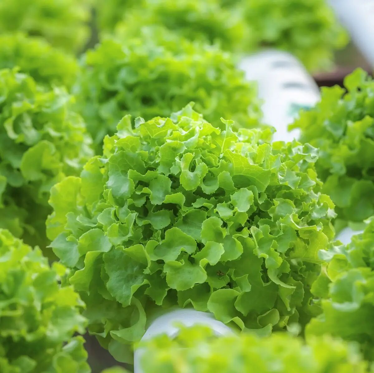 Семена салата Грин Боул, 0.3 г, Hem, Голландия, Професійне насіння 2