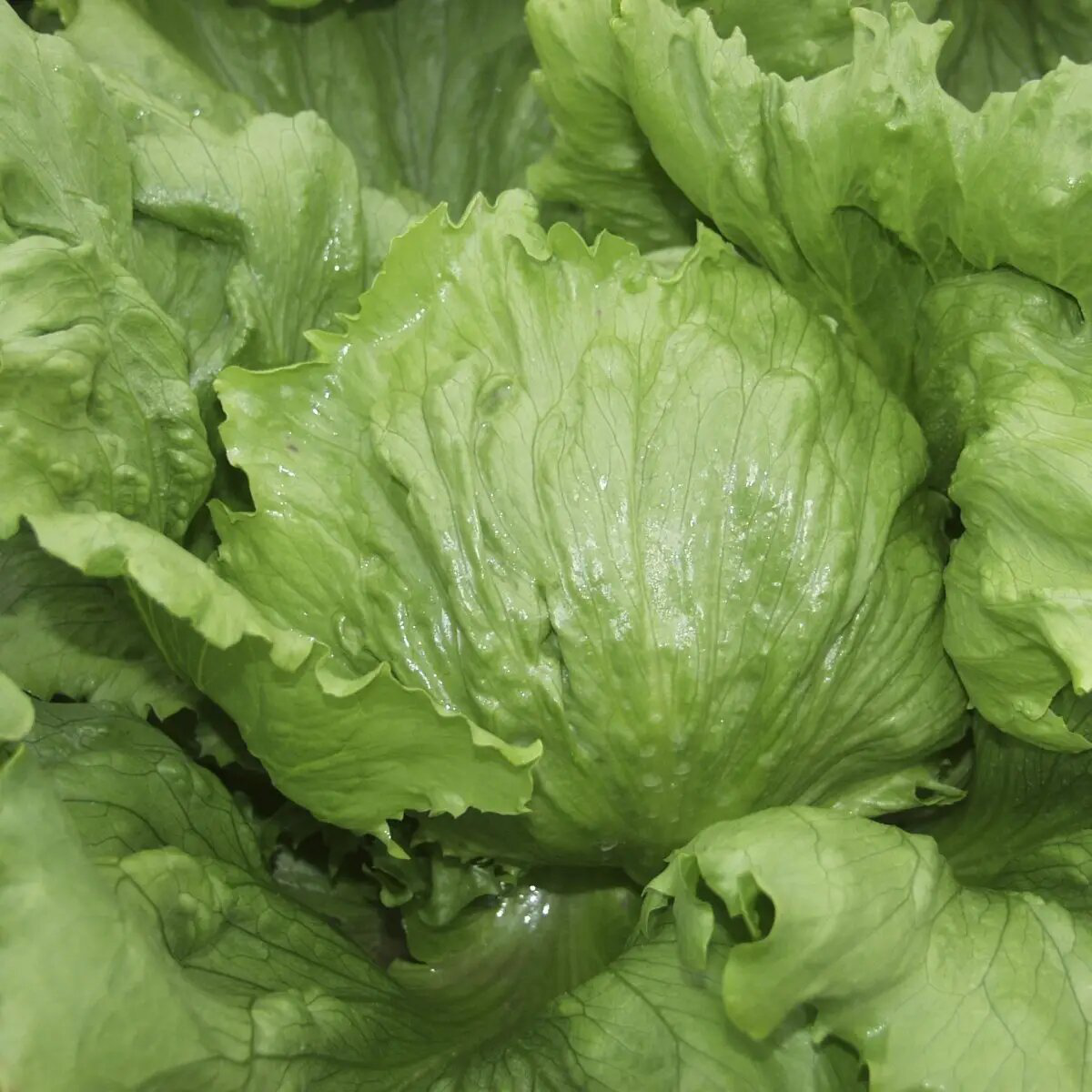 Насіння салату Іванкар, 30шт, Wing Seed, Голландія, Професійне насіння 2