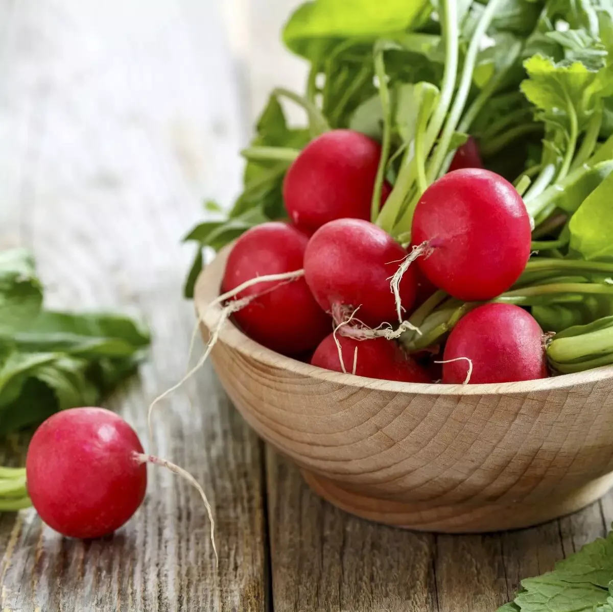 Насіння редису Ровер F1, 1г, Bejo, Голландія, Професійне насіння 2