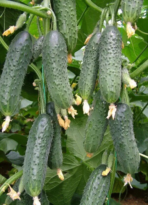 Насіння огірка Каприкорн F1, 10 шт, Yuksel, Туреччина, Професійне насіння 2