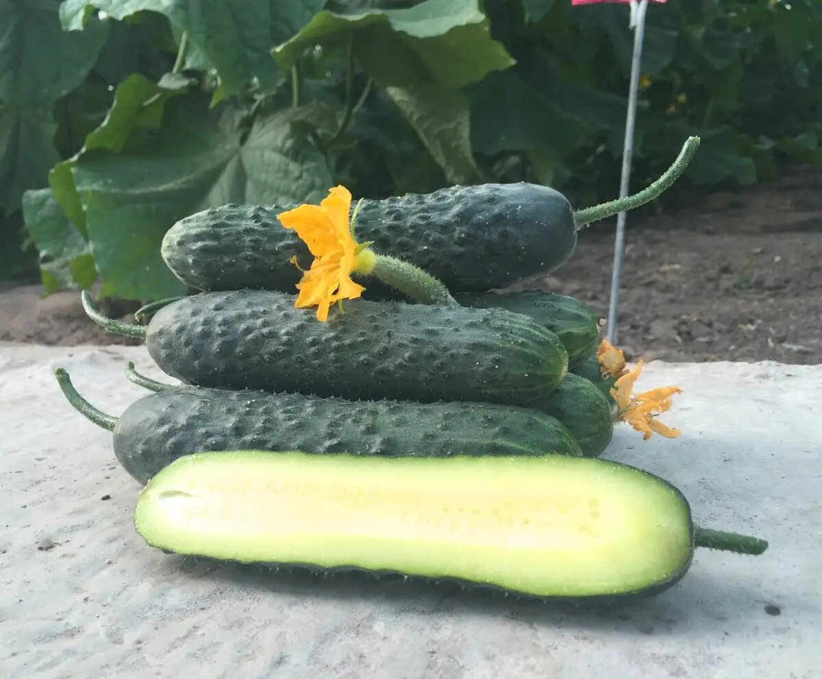 Насіння огірка Каприкорн F1, 10 шт, Yuksel, Туреччина, Професійне насіння 3