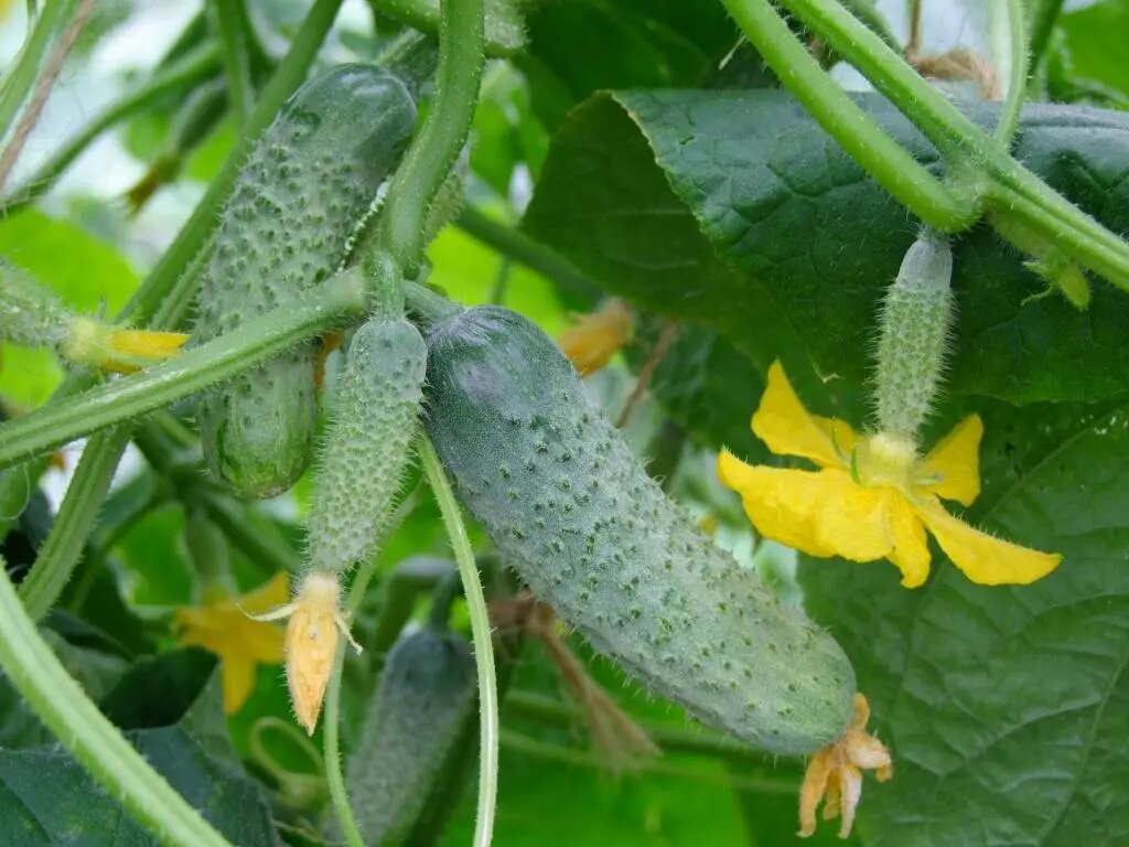 Семена огурца Шакти F1, 10 шт, Syngenta, Голландия, Професійне насіння 2