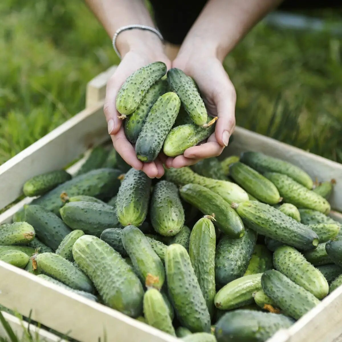 Семена огурца Шакти F1, 10 шт, Syngenta, Голландия, Професійне насіння 3