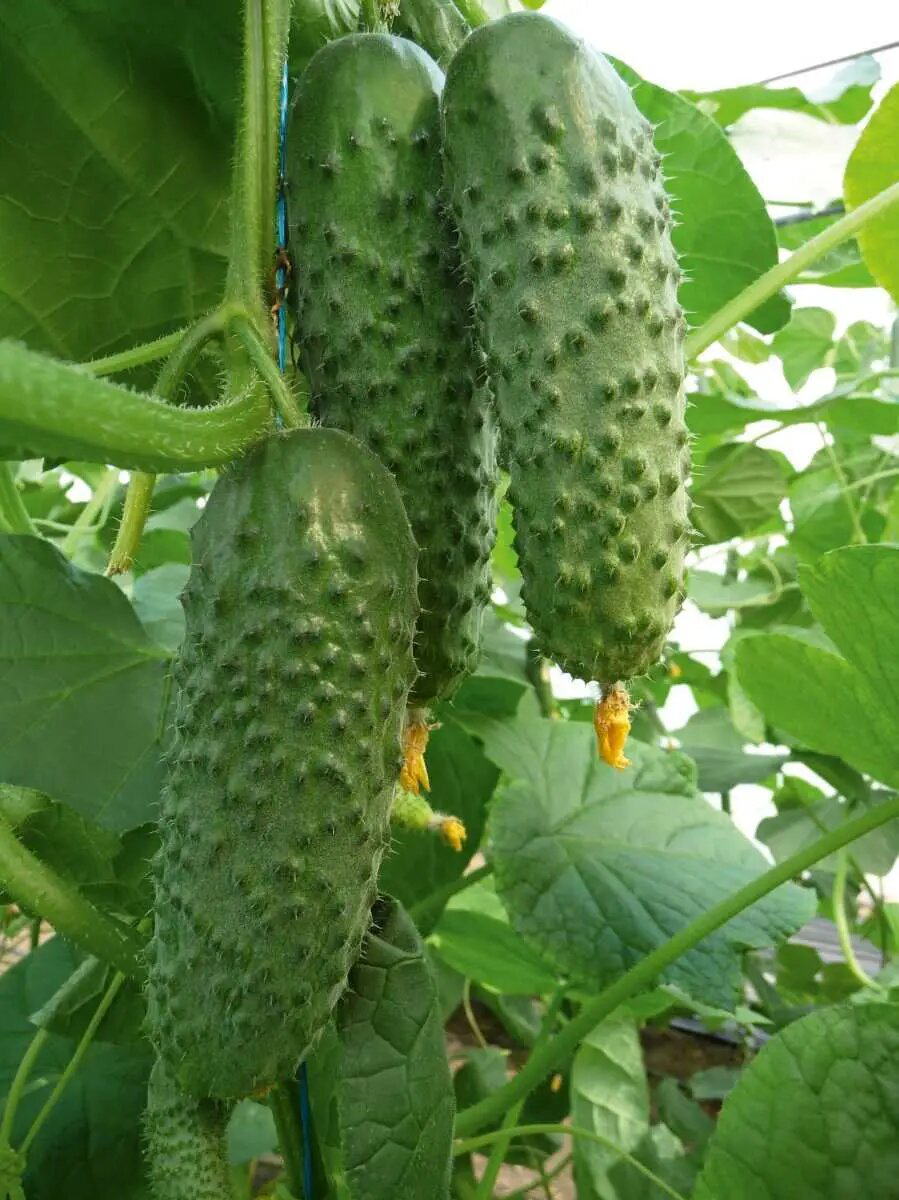 Семена огурца Артист F1, 50 шт, Bejo, Голландия, Професійне насіння 2