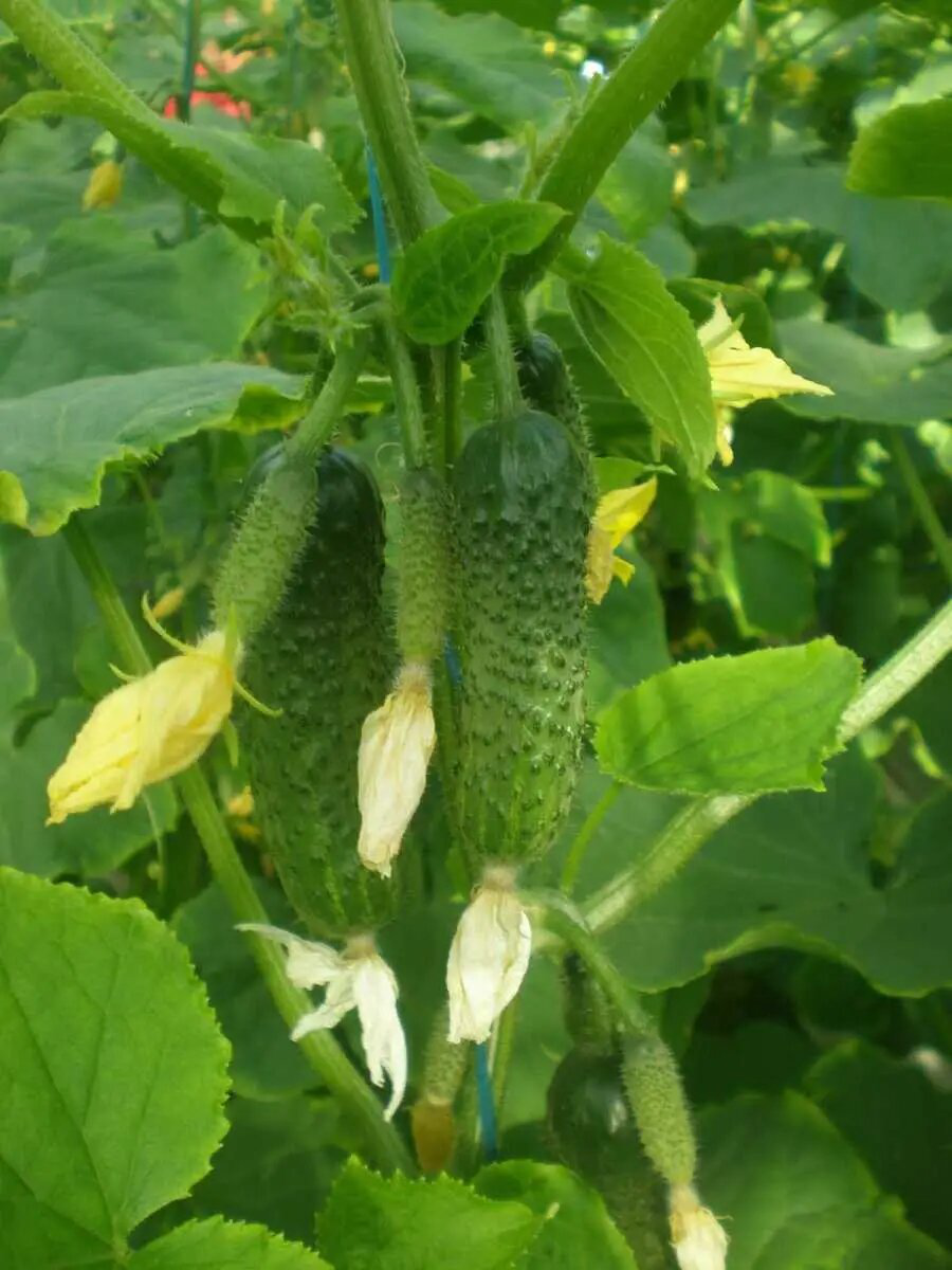 Насіння огірка Еколь F1, 50 шт, Syngenta, Голандія, Насіння Pro seeds 2