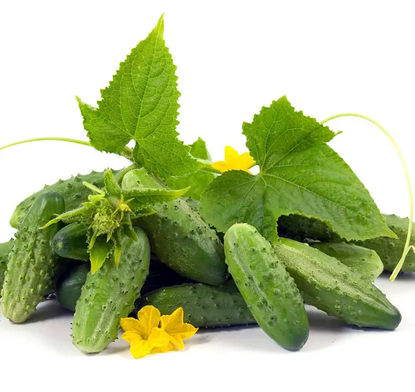 Семена огурца Наташа F1, 20шт, Seminis, Голландия, Професійне насіння 2