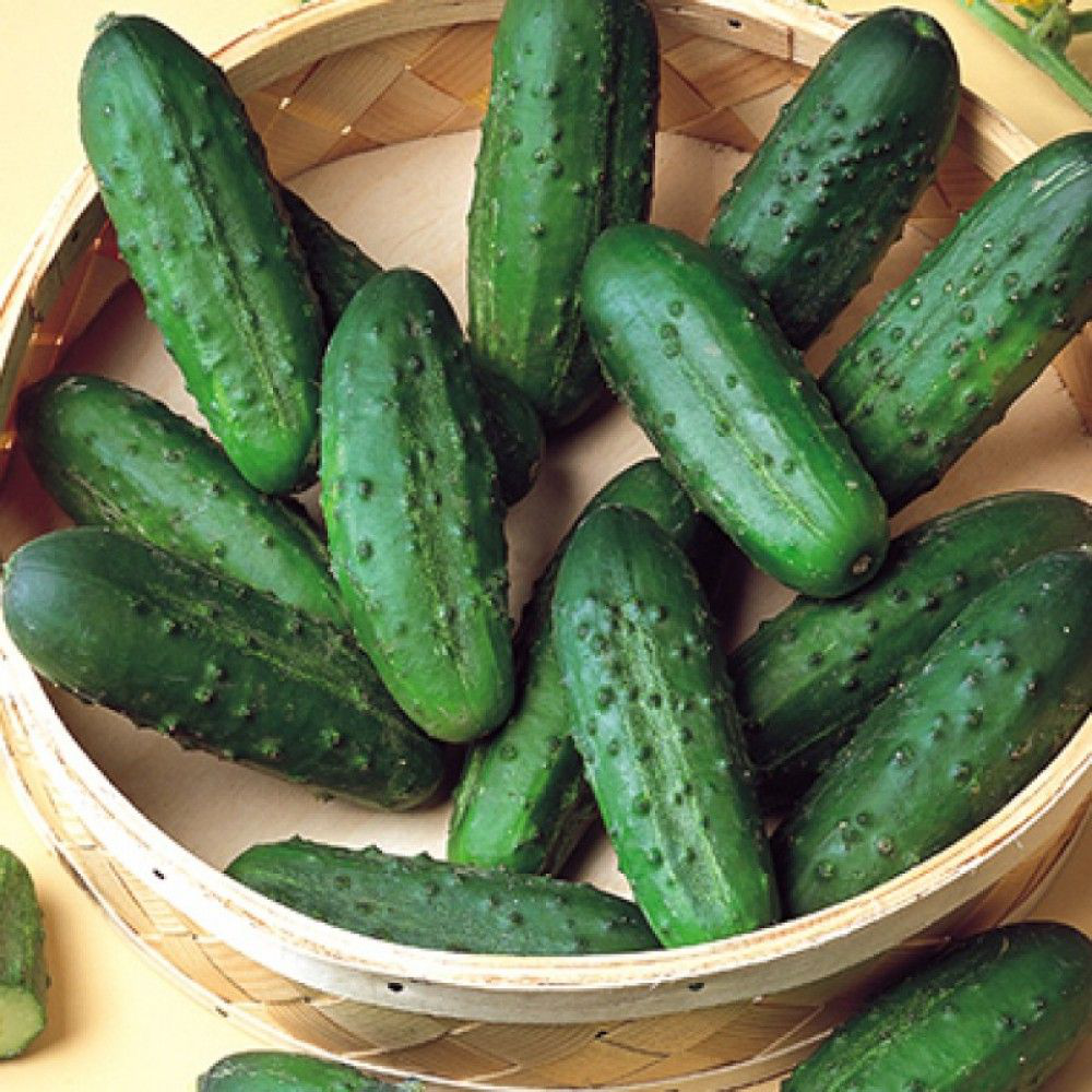 Семена огурца Наташа F1, 20шт, Seminis, Голландия, Професійне насіння 3