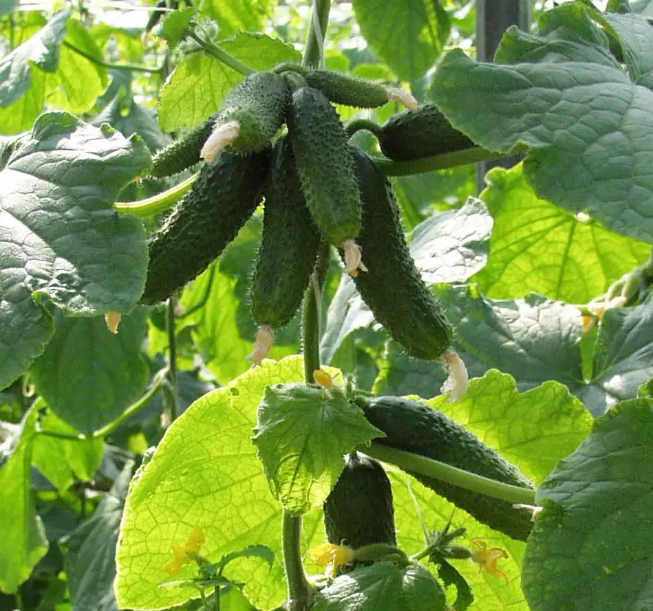 Семена огурца Амур F1, 10 шт, Bejo, Голландия, Професійне насіння 2