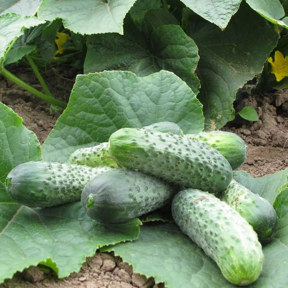 Насіння огірка Кріспіна F1, 10 шт, Nunhems, Голандія, Насіння Pro seeds 2