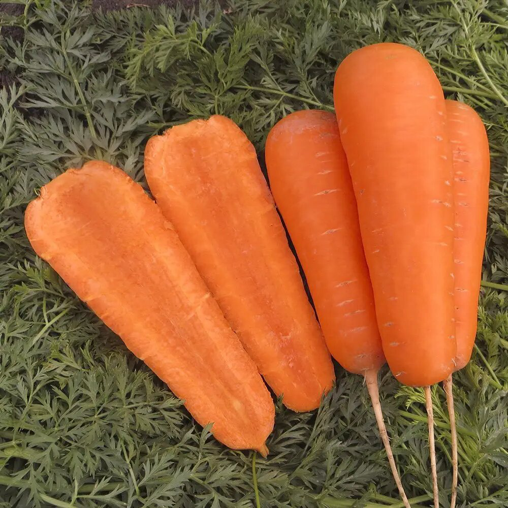 Семена моркови Боливар F1, 0,5г, Clause, Франция, Професійне насіння 2