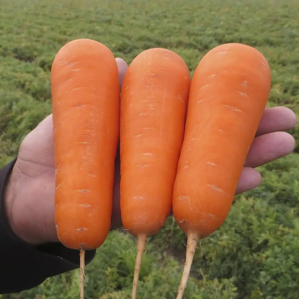 Семена моркови Боливар F1, 0,5г, Clause, Франция, Професійне насіння 3