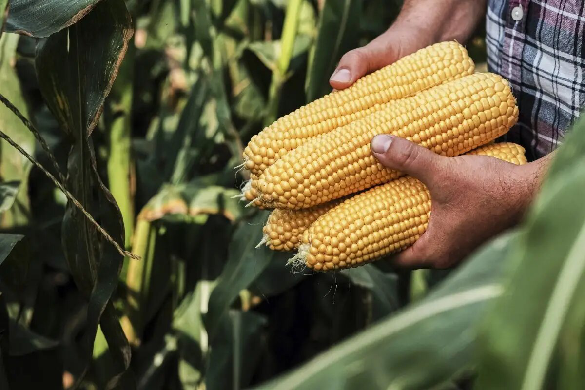 Насіння кукурудзи Тайсон F1, 20 шт, Syngenta, Голландія, Професійне насіння 2