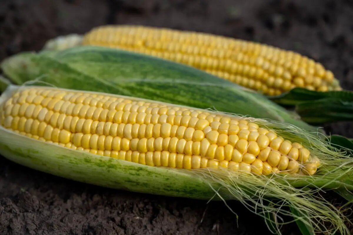 Насіння кукурудзи Акцент F1, 20 шт, Syngenta, Голландія, Професійне насіння 3