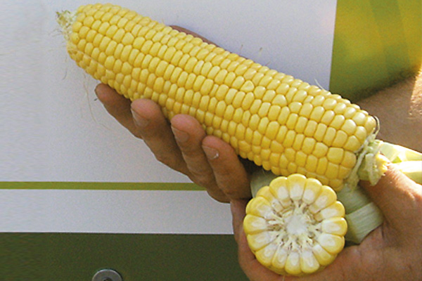 Насіння кукурудзи Спіріт F1, 20 шт, Syngenta, Голландія, Професійне насіння 4