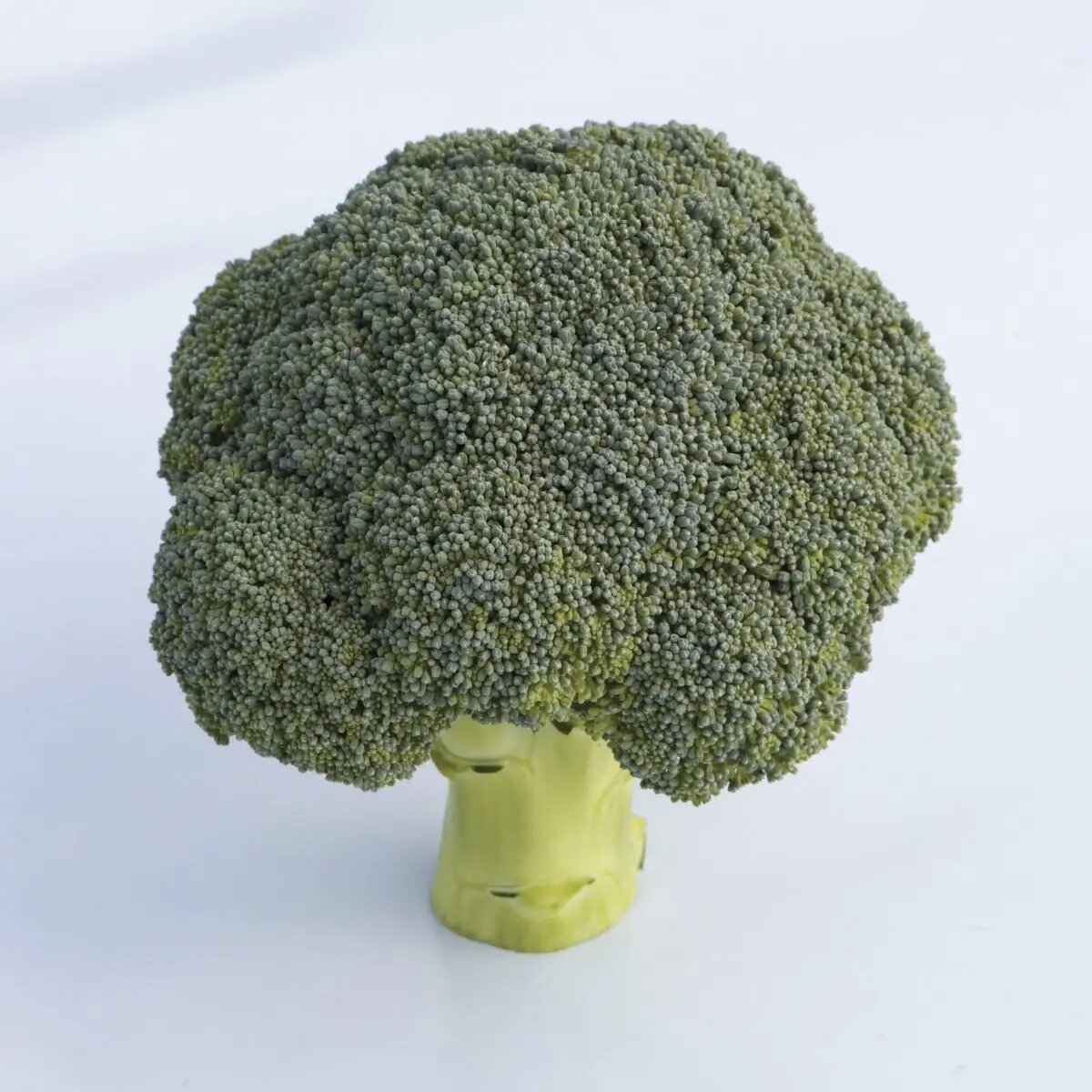 Насіння капусти броколі Бесті F1, 20 шт, Syngenta, Нідерланди, Професійне насіння 2