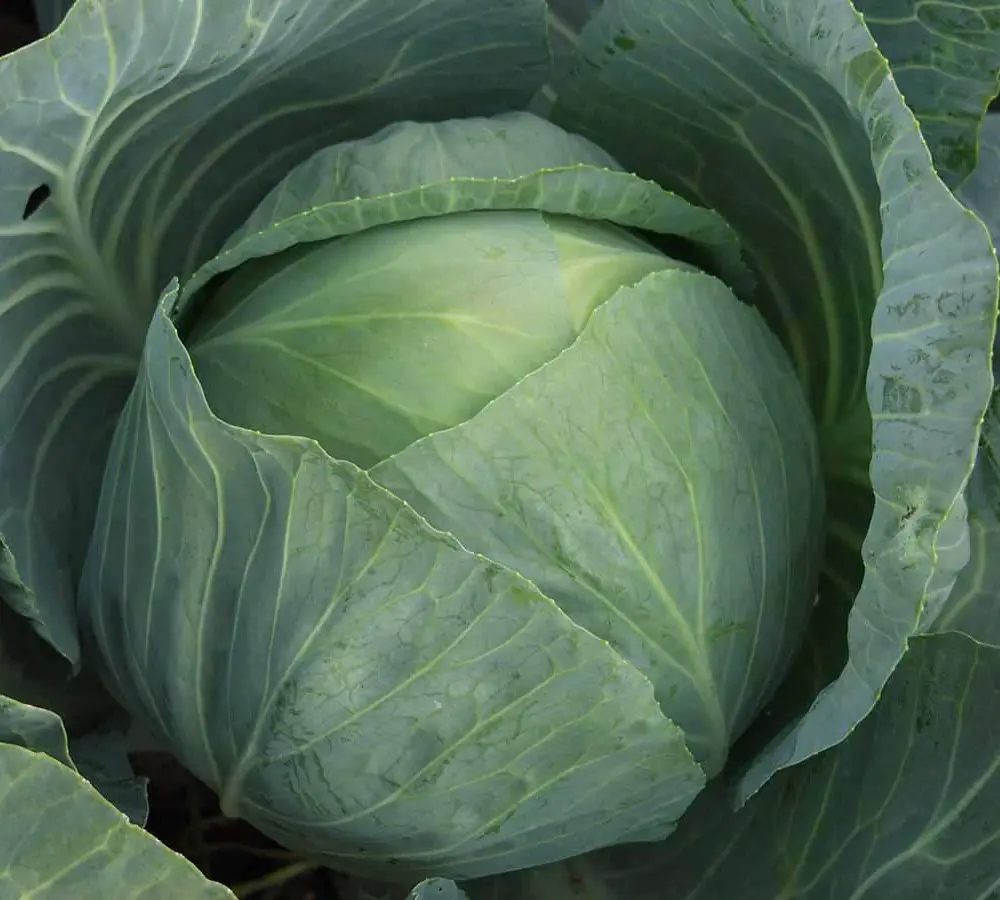 Насіння капусти б/к пізня Агресор F1, 100шт, Syngenta, Голандія, Насіння Pro seeds 2