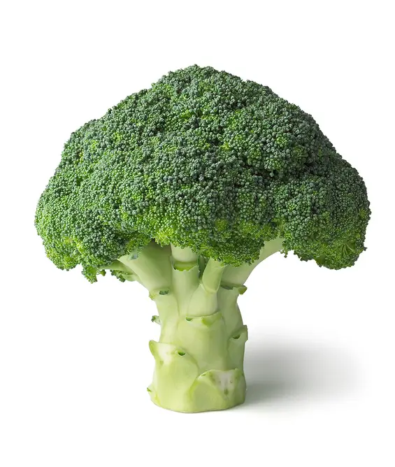 Насіння капусти Агасі F1, 20шт, Rijk Zwaan, Голландія, Насіння Pro seeds 3