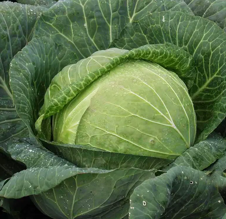 Насіння капусти Мегатон F1, 20шт, Bejo, Голландія, Насіння Pro seeds 2