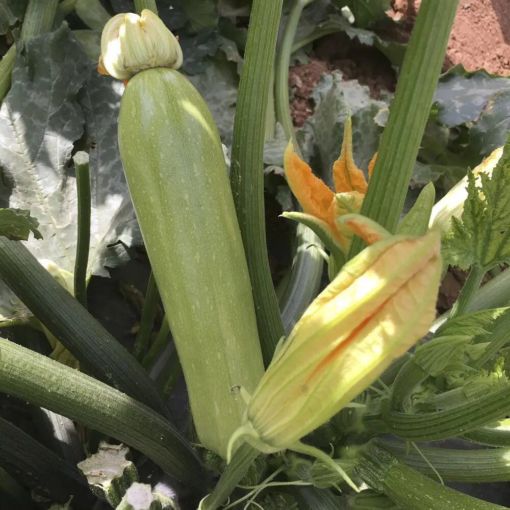 Семена кабачка Ясна F1, 5 шт, Clause, Франция, Професійне насіння 2