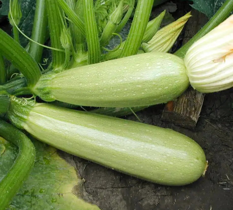 Насіння кабачка Карізма F1, 5шт, Syngenta, Нідерланди, Насіння Pro seeds 2