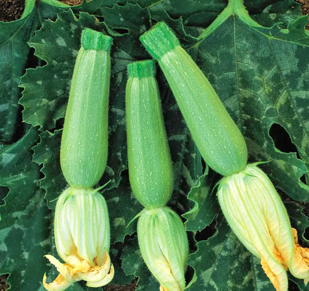 Семена кабачка Искандер (Эскандерани) F1, 5 шт, Seminis, Нидерланды, Професійне насіння 2