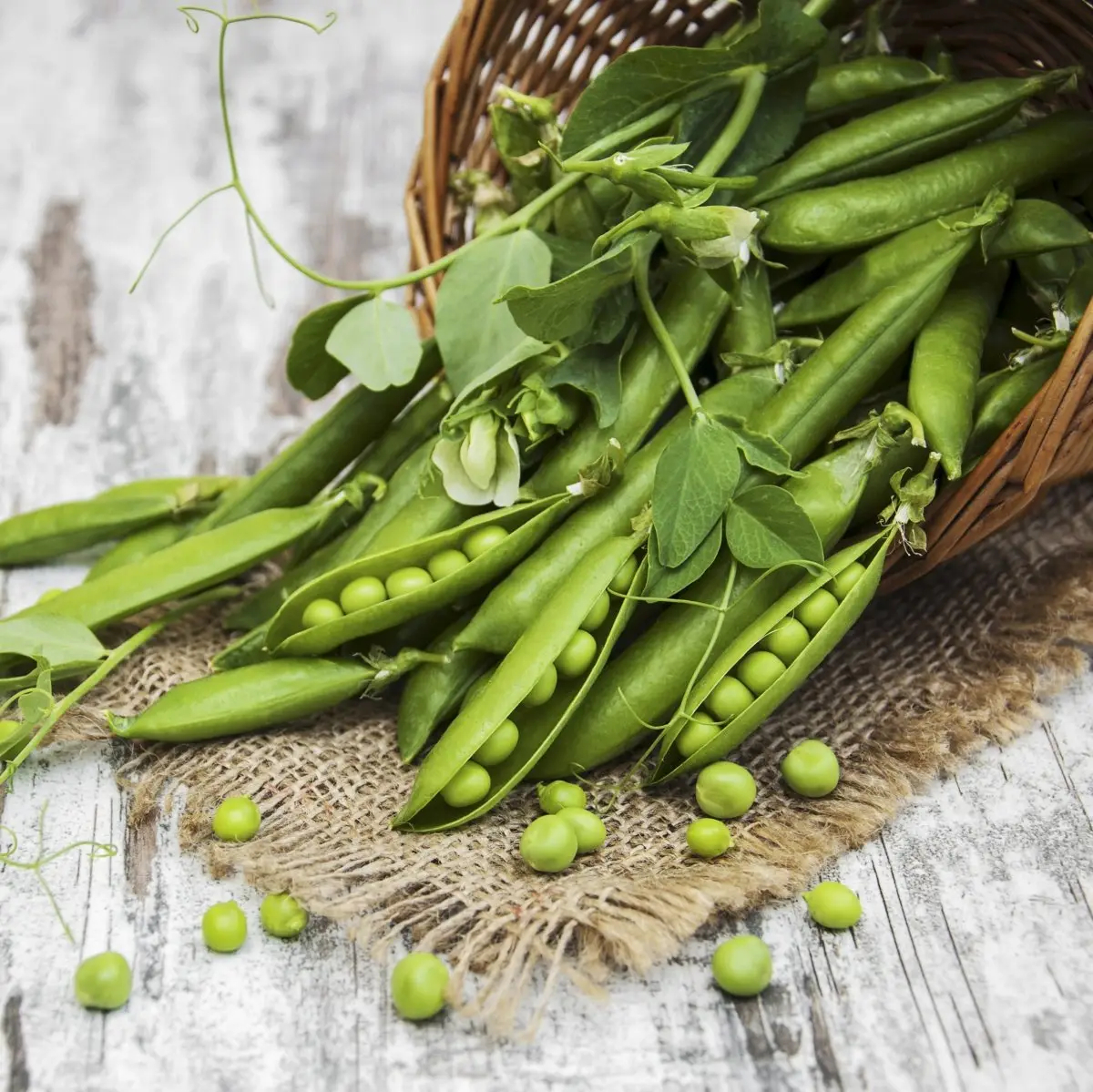 Насіння гороху Грунді, 5 г, Syngenta, Голландія, Професійне насіння 2