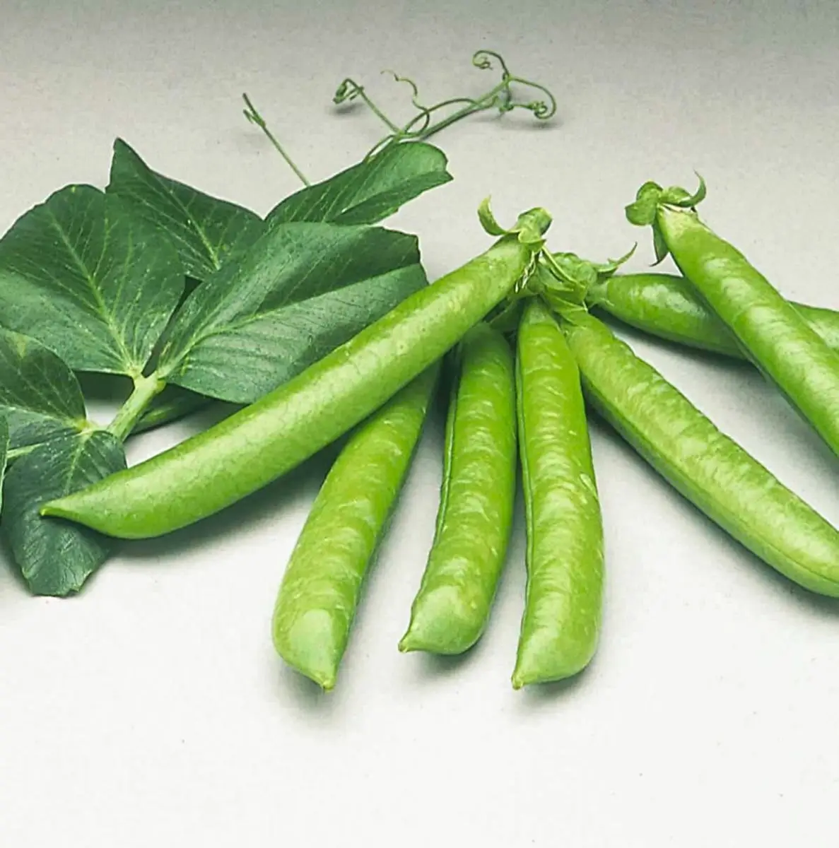 Семена гороха овощного Сомервуд, 50 шт, Syngenta, Нидерланди, Професійне насіння 2