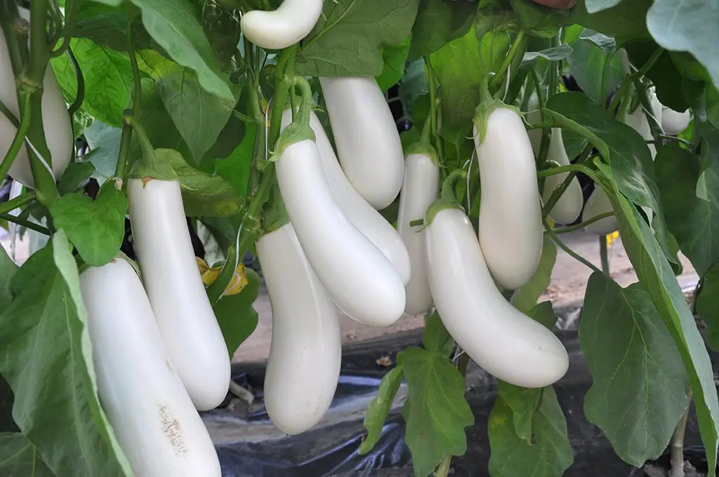 Насіння баклажана Аретуза F1, 8 шт, Rijk Zwaan, Голландія, Професійне насіння 2