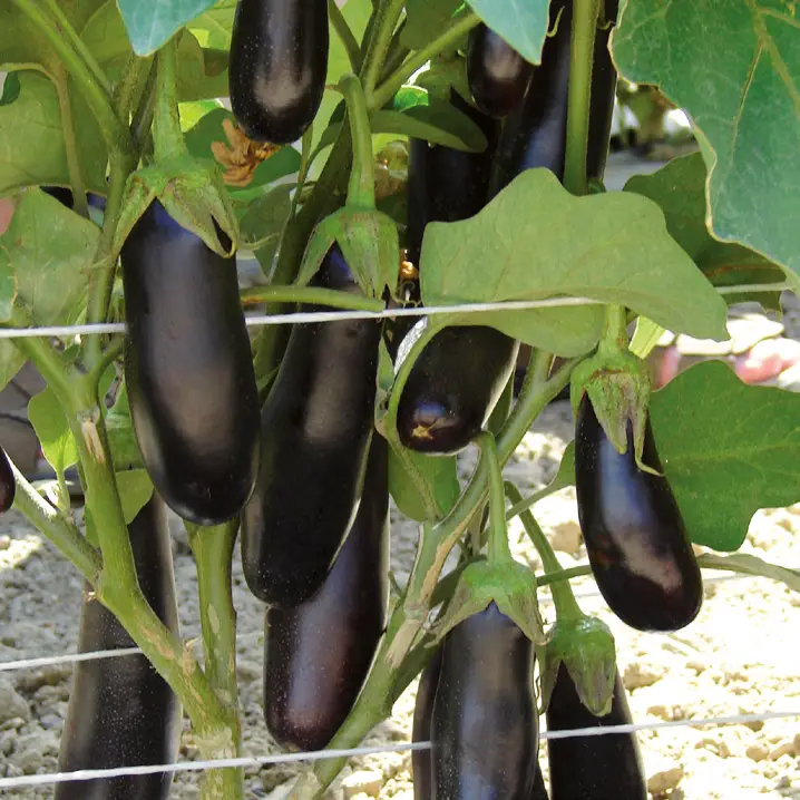 Насіння баклажана Дестан F1, 15шт, Enza Zaden, Нідерланди, Професійне насіння 2