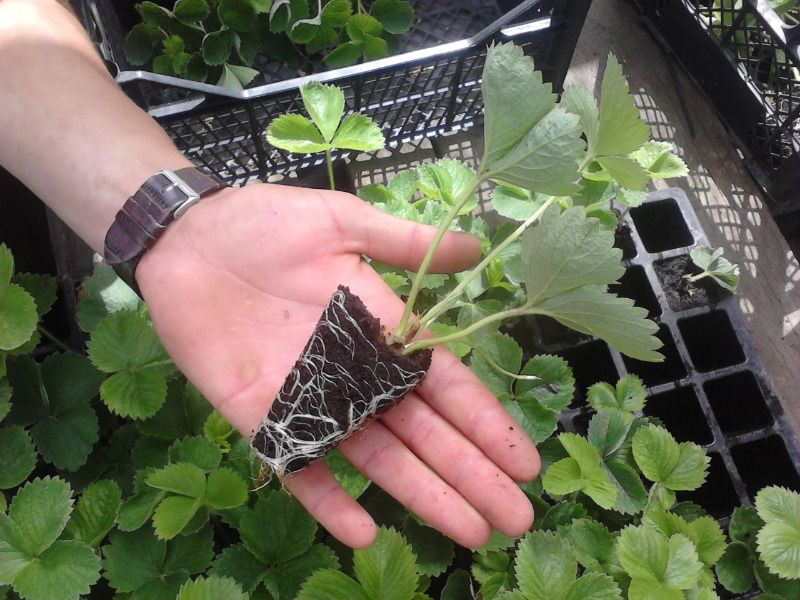 Касета для розсади ОР, 77яч., 600х400х67, яч. 45х45х67, V6040/77 2