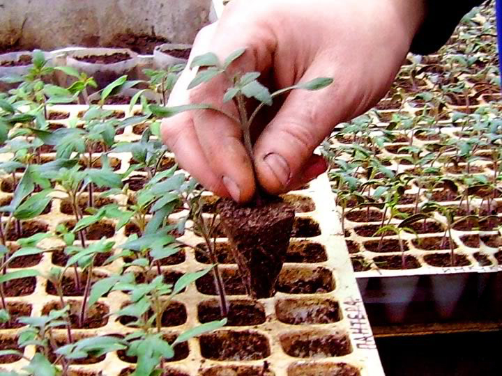 Касета для розсади ОР, 77яч., 600х400х67, яч. 45х45х67, V6040/77 3