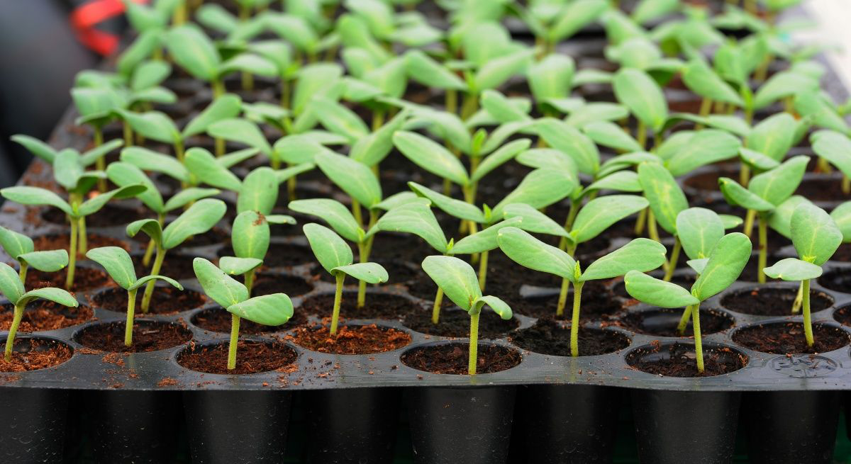 Касета для розсади 32яч., 540х280х60, яч. 55х25х60, 32XQ 2