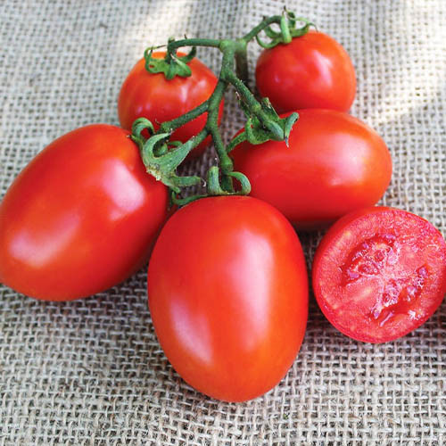 Семена томата Бриксол F1, 10шт, United Genetics, Италия, Професійне насіння 2