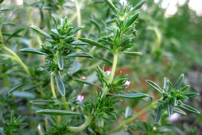 Насіння чаберу садового, 0,3 г, Hem, Голландія, Леда Агро 2