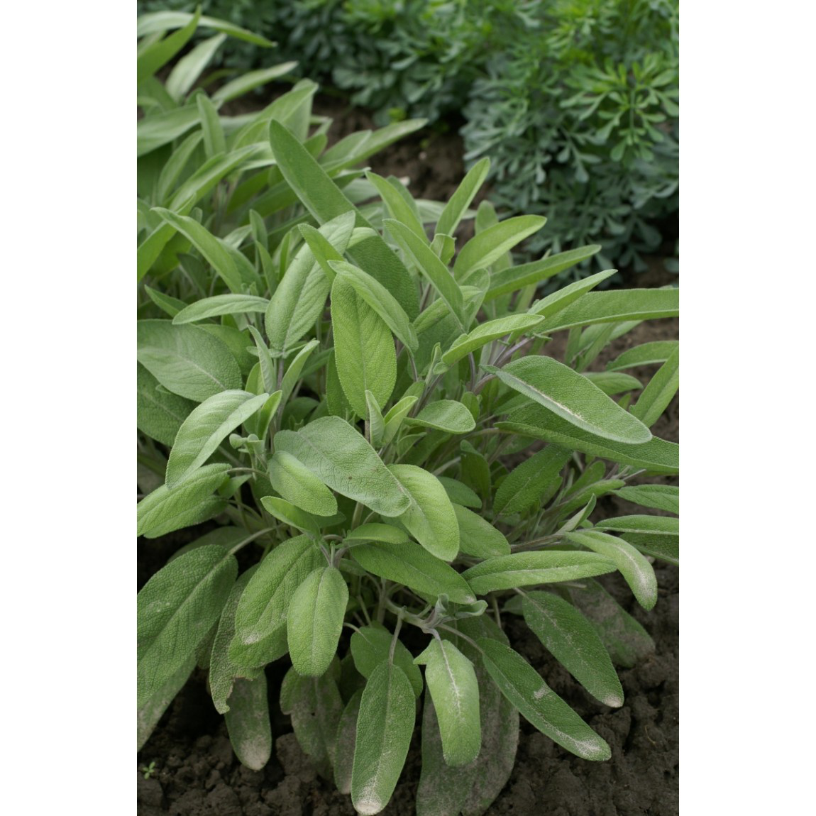 Насіння шавлії Мудрець, 0.4 г, Hem, Голландія, Леда Агро 2